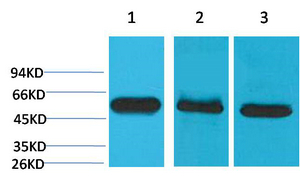 Caspase-8 Monoclonal Antibody