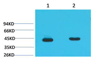 HAO1 Monoclonal Antibody