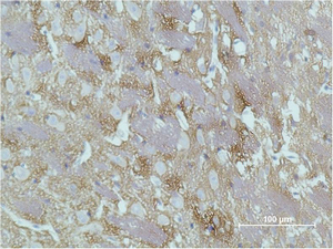 GAP-43 Monoclonal Antibody