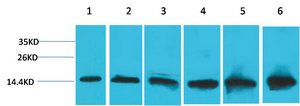 CYCS Monoclonal Antibody