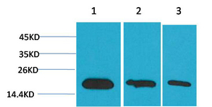 Survivin Monoclonal Antibody