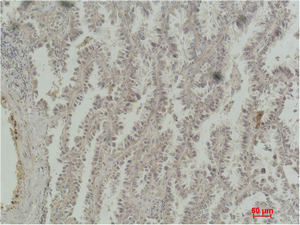 CREB-1 Monoclonal Antibody