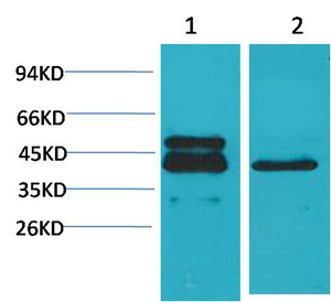 CREB-1 Monoclonal Antibody