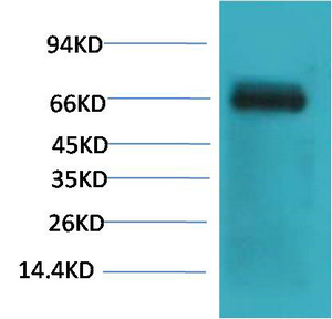 Bovine Serum Albumin Monoclonal Antibody