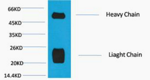 Rabbit IgG (H+L) Monoclonal Antibody