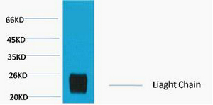 Rabbit IgG (Light Chain Specific) Monoclonal Antibody