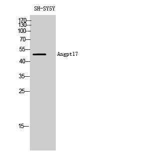 Angptl7 Polyclonal Antibody