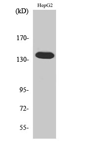 Ataxin-2 Polyclonal Antibody