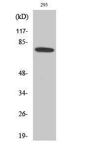 Btk Polyclonal Antibody