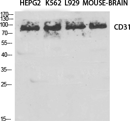 CD31 Polyclonal Antibody