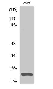 Claudin-5 Polyclonal Antibody