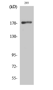 EGFR Polyclonal Antibody