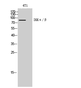 IKKα/β Polyclonal Antibody