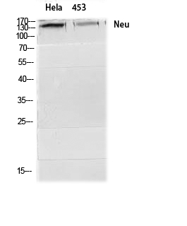 Neu Polyclonal Antibody