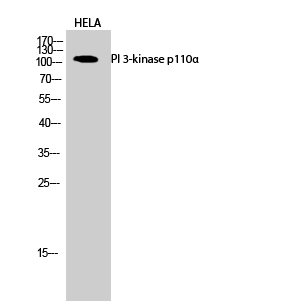 PI 3-kinase p110α Polyclonal Antibody