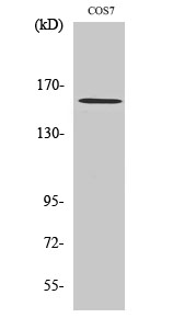 Rock-1 Polyclonal Antibody