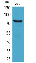 CD66e Polyclonal Antibody