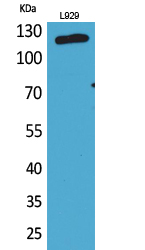 CD107a Polyclonal Antibody