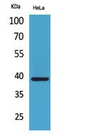 Bonzo Polyclonal Antibody