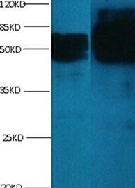 chromogranin A Monoclonal Antibody