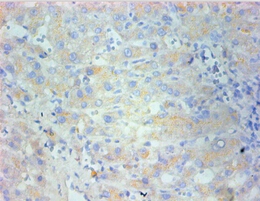 Nestin Monoclonal Antibody