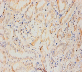 Nestin Monoclonal Antibody