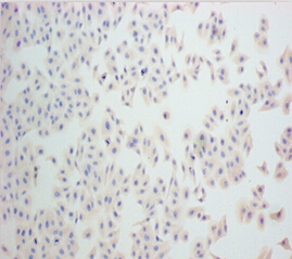 Nestin Monoclonal Antibody