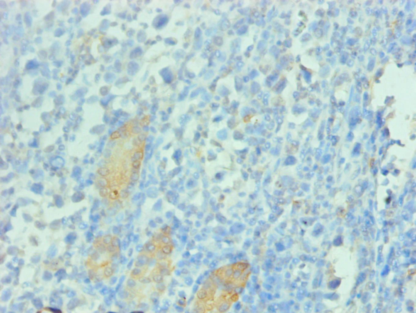 PGC Monoclonal Antibody