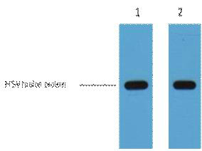 HSV-Tag Monoclonal Antibody(9D7)