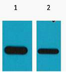 Flag-Tag Monoclonal Antibody(2C5)