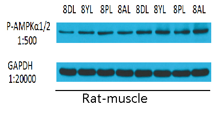 GAPDH Monoclonal Antibody(2B8)