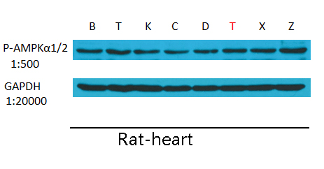 GAPDH Monoclonal Antibody(2B8)