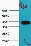 Plant actin Monoclonal Antibody(Q30)