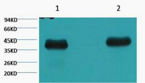 Plant actin Monoclonal Antibody(2E3)