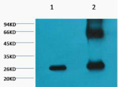 GFP Monoclonal Antibody(Mix)