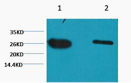 GFP Monoclonal Antibody(Mix)