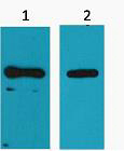 His-Tag Monoclonal Antibody(M1)