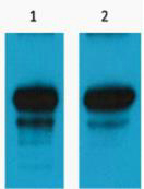 HA-Tag Monoclonal Antibody(2C1)