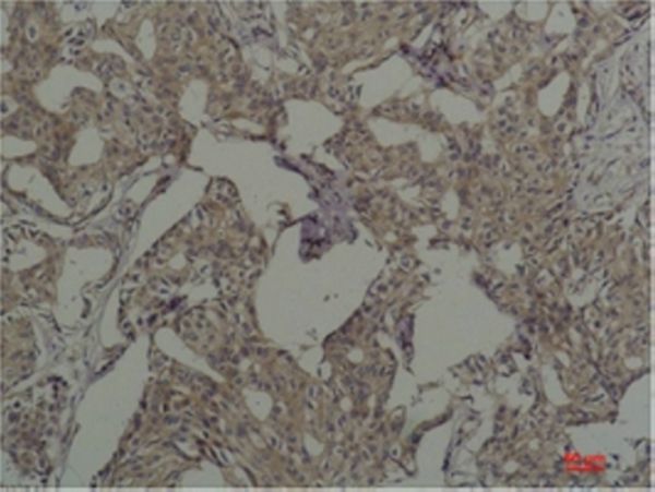 c-Fos Monoclonal antibody(6A3)