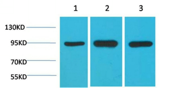 HSP90 α Monoclonal antibody(1F6)