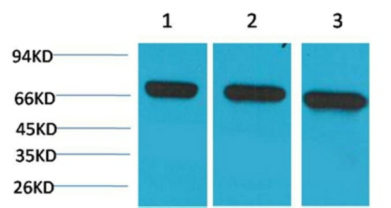 HSC70 Monoclonal antibody(6C7)