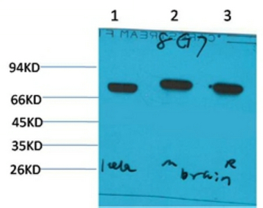 HSC70 Monoclonal antibody(8G7)