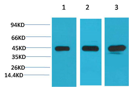 MEK2 Monoclonal Antibody(7D11)