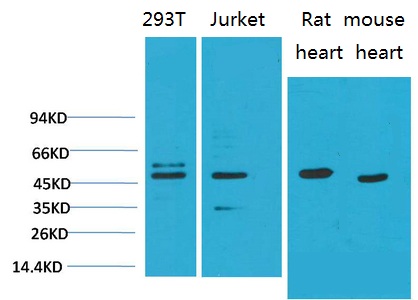 Smad3 Monoclonal Antibody(8B5)