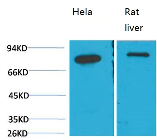 GRP78/Bip Monoclonal Antibody(8G3)