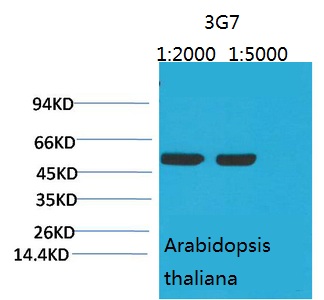 Rubisco (Large Chain) Monoclonal Antibody(3G7)