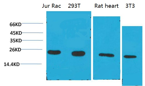 Cyclophilin B Monoclonal Antibody(2B10)