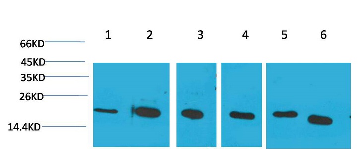 Cyclophilin B Monoclonal Antibody(1B3)