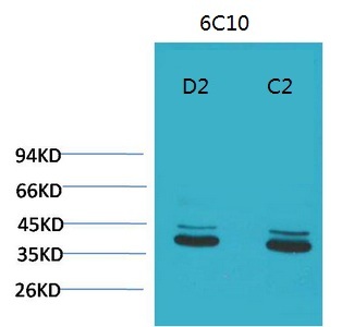 P44/42 MAPK (ERK1/2) Monoclonal Antibody(6C10)