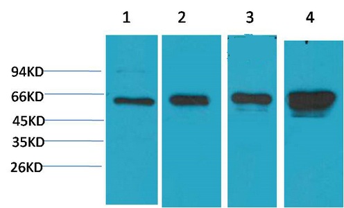 AMPK α1 Monoclonal Antibody(5G11)